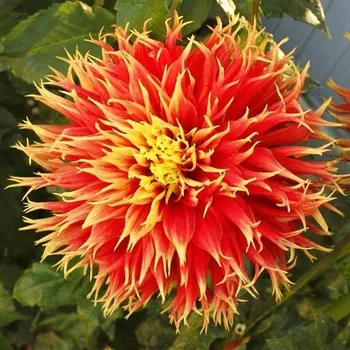 Sazenice Lukon Glads Jiřina SHOW – N – TEIL - dahlia