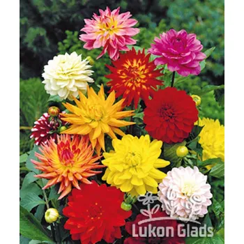Semeno Lukon Glads KOLEKCE VYŠŠÍCH JIŘIN - dahlia směs Množství: 10