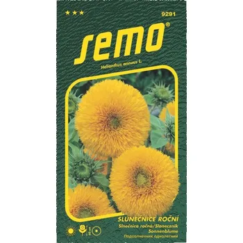 Semeno Slunečnice roční Teddy Bear