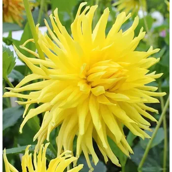 Sazenice Lukon Glads Jiřina YELLOW STAR - dahlia