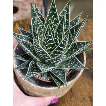 Aloe Tiki Tahi