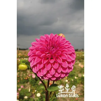 Semeno Lukon Glads Jiřina MARY’S JOMANDA - dahlia