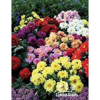 Semeno Lukon Glads KOLEKCE NÍZKÝCH, HRNKOVÝCH JIŘIN - dahlia směs Množství: 3