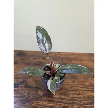 Philodendron Pink Princess mini