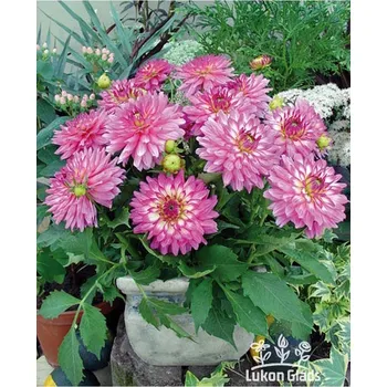 Semeno Lukon Glads Jiřina GALLERY BELLINI - dahlia