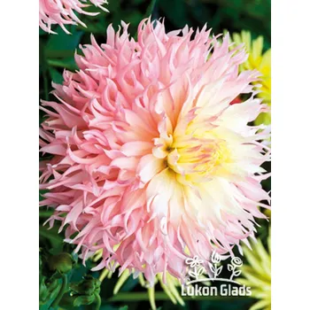 Semeno Lukon Glads Jiřina HAPET CHAMPAGNE - dahlia