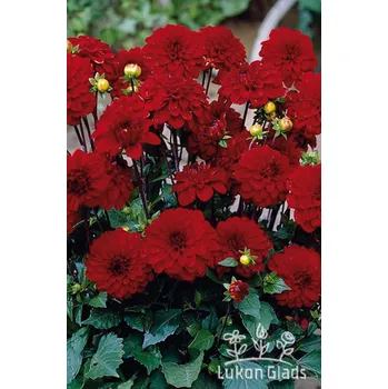 Semeno Lukon Glads Jiřina GALLERY SINGER - dahlia