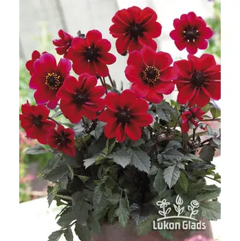 Sazenice Lukon Glads Jiřina DRACULA - dahlia