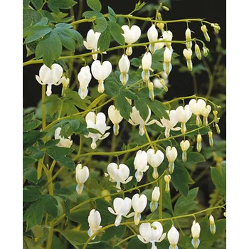 Semeno Lukon Glads Dicentra spectabilis ALBA - srdcovka nádherná, srdíčko
