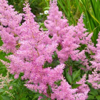 Semeno Lukon Glads Astilbe arendsii HYAZINTH - čechrava