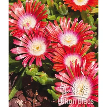 Sazenice Lukon Glads Delosperma RED MOUNTAIN - kosmatec