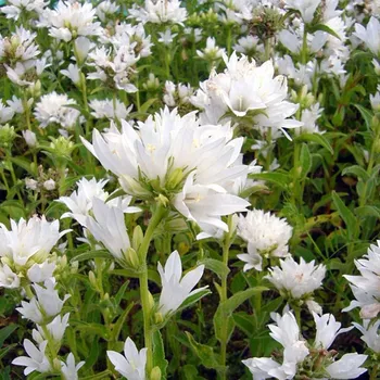 Sazenice Lukon Glads Campanula glomerata ALBA - zvonek klubkatý