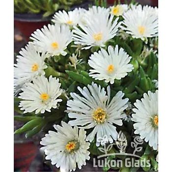Sazenice Lukon Glads Delosperma congestum ALBUM - kosmatec
