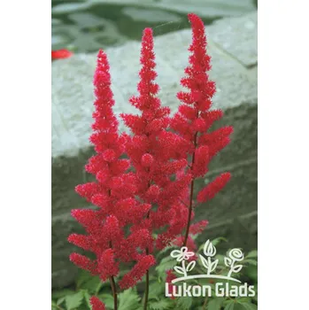 Sazenice Lukon Glads Astilbe chinensis FANAL - čechrava