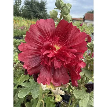 Sazenice Lukon Glads Alcea rosea spring celebrities CRIMSON - topolovka, proskurník