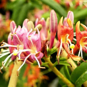 Sazenice ZIMOLEZ ´HENRYI´ vyvazovaný kont. 2L