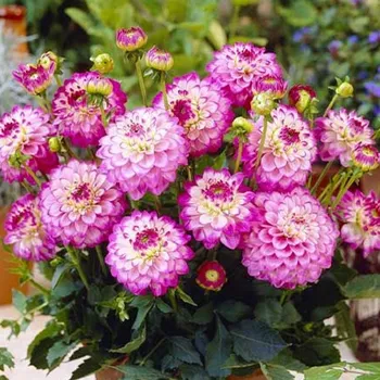 Cibulovina JIŘINA ´MELODY DIXIE´ (1 hlíza)