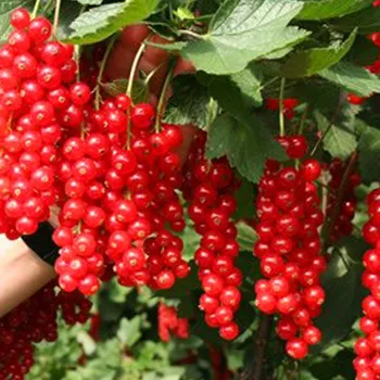 Sazenice RYBÍZ ČERVENÝ ´ROLAN´- keřový v kont. 2L