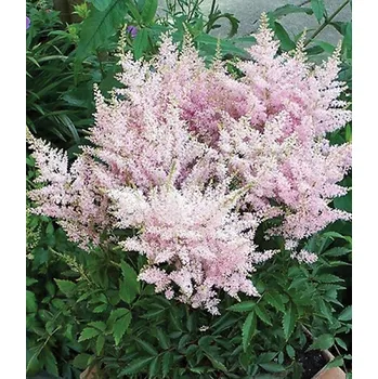 Sazenice Lukon Glads Astilbe chinensis VISION INFERNO - čechrava