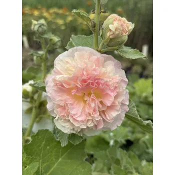 Sazenice Lukon Glads Alcea rosea DOUBLE APRICOT - topolovka, proskurník