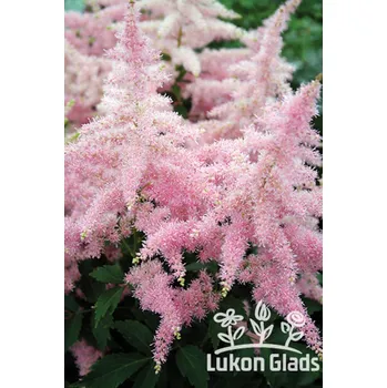 Sazenice Lukon Glads Astilbe hybrid COUNTRY & WESTERN - čechrava