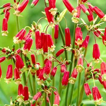 Cibulovina DICHELOSTEMMA (10 cibulí)