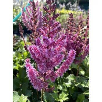 Semeno Lukon Glads Astilbe chinensis VISIONS IN RED - čechrava