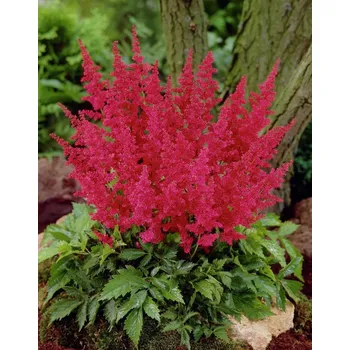 Sazenice Lukon Glads Astilbe japonica VESUVIUS - čechrava