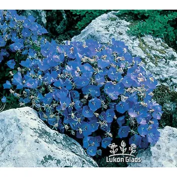 Sazenice Lukon Glads Campanula carpatica PERLA BLUE - zvonek karpatský