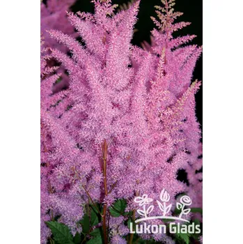 Semeno Lukon Glads Astilbe japonica JUMP & JIVE - čechrava