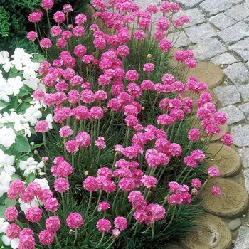 Sazenice Lukon Glads Gaura lindheimeri SISKIYOU - svíčkovec