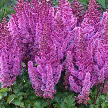 Sazenice Lukon Glads Astilbe hybrids PURPLE RAIN - čechrava