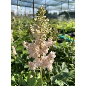 Semeno Lukon Glads Astilbe RŮŽOVÉ - čechrava