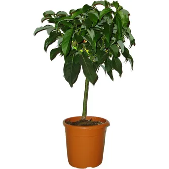 Sazenice Avokádo - Persea americana - tlustý kmen košatý strom