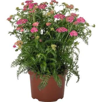 Sazenice Lukon Glads Achillea millefolium SKYSAIL BRIGHT PINK - řebříček