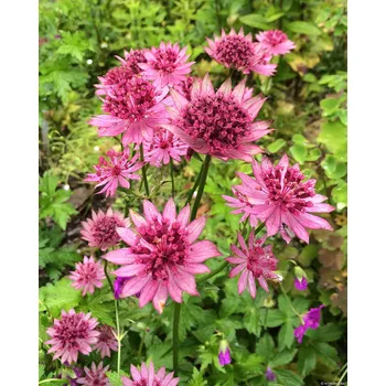 Sazenice Lukon Glads Astrantia major ROMA - jarmanka