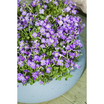 Semeno Lukon Glads Aubrieta Audrey SKY BLUE - tařička