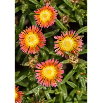 Sazenice Lukon Glads Delosperma WHEELS OF WONDER SALMON PINK - kosmatec