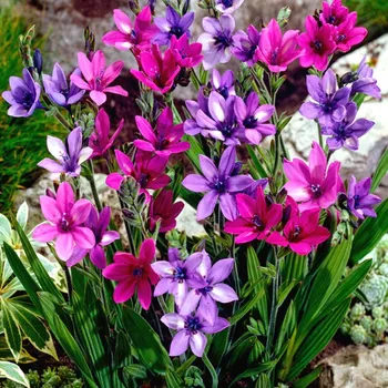 Cibulovina BABIANA STRICTA MIX (10 cibulí)