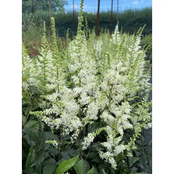 Semeno Lukon Glads Astilbe hybrid HAPPY SPIRIT - čechrava