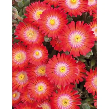 Sazenice Lukon Glads Delosperma hybrida JEWEL OF DESERT GRENADE - kosmatec
