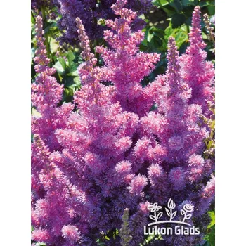 Sazenice Lukon Glads Astilbe chinensis BLACK PEARLS - čechrava