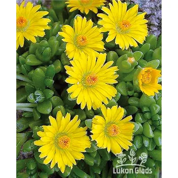 Sazenice Lukon Glads Delosperma deschampsii - kosmatec