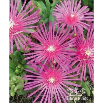 Sazenice Lukon Glads Delosperma TABLE MOUNTAIN - kosmatec