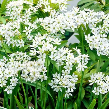 Cibulovina OKRASNÝ ČESNEK ´NEAPOLITANUM´ 25 ks cibulí