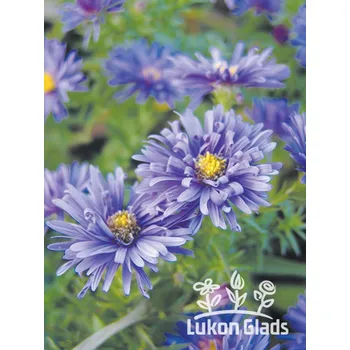 Sazenice Lukon Glads Aster dumosus BLUE LAGUNE - hvězdnice keříčkovitá, astra