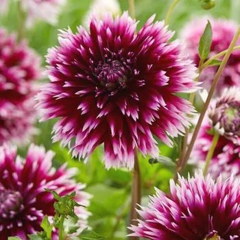 Cibulovina JIŘINA ALAUNA CLAIR OBSCUR (1 hlíza)