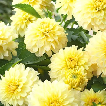 Cibulovina JIŘINA ´GALLERY SERENADE´ (1 hlíza)