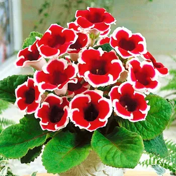 Cibulovina GLOXÍNIE KAISER FRIEDRICH (1 cibule)