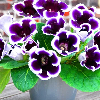 Cibulovina GLOXÍNIE KAISER WILHELM (1 cibule)